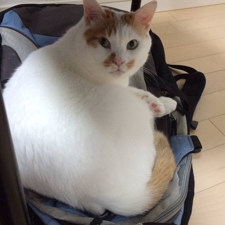 6fd96e6d bb11 4261 95e4 0904f69f4c55