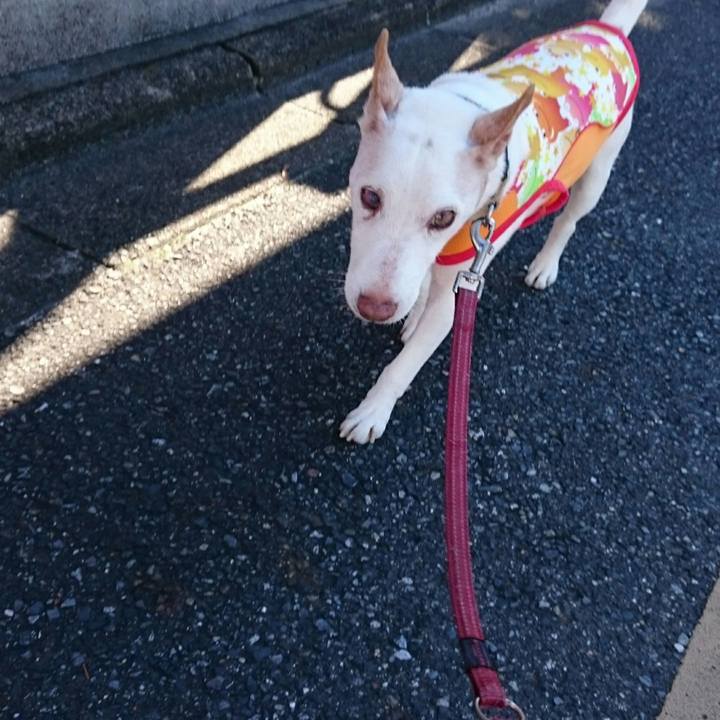 6fdc2408 65ca 4d95 935a 07eb9bf3905c