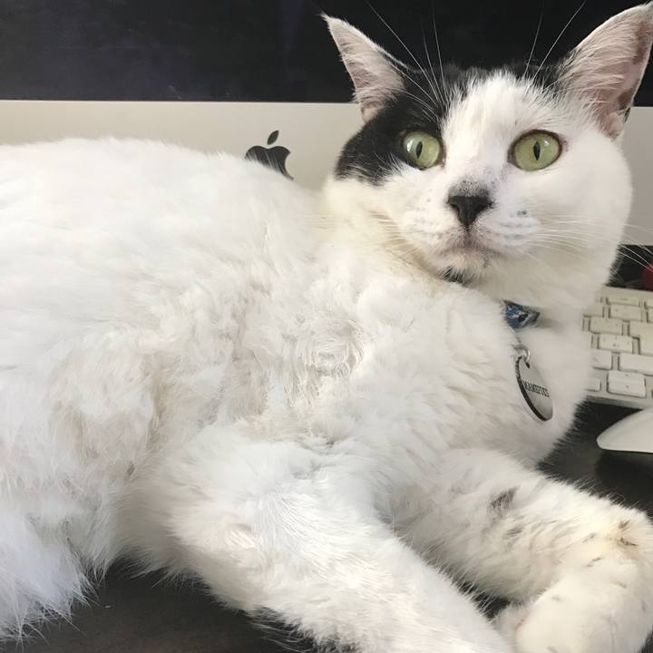 6fea9531 b7a3 4512 b175 cd148b706844