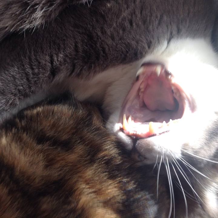 6feaceee 8ce1 4514 a115 915c50380dfc