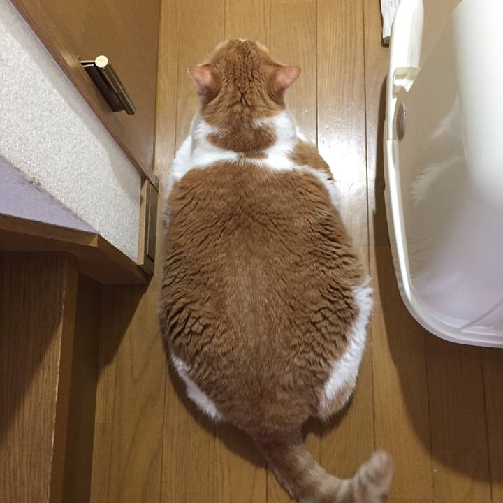 6ff4f1c7 8ffe 40db 9058 54b69f8204f2