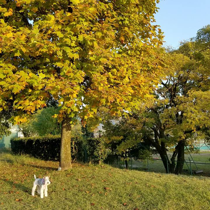 6ff8f91e 9d4a 4c9e aeac ab84aa8079ec