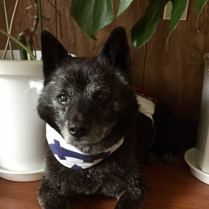 70025796 15d1 40c7 ba1f 9fbb0d982920