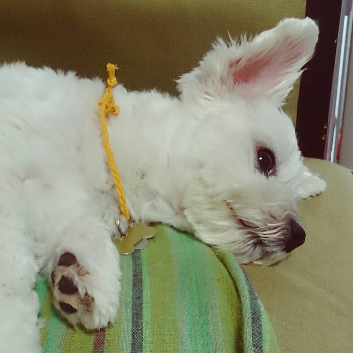 700328c3 9c4e 438d ab4a ea9893dd874f