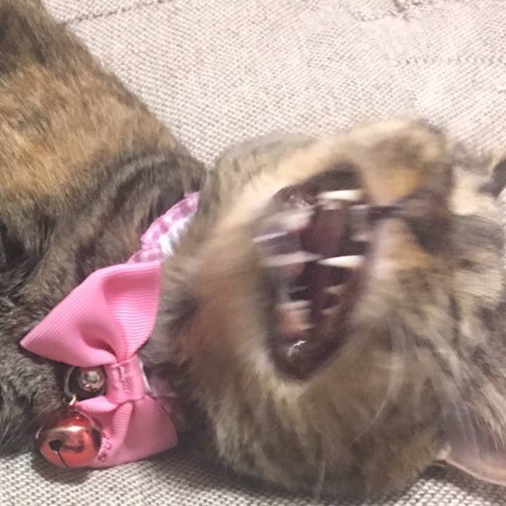 701ca077 4967 4106 bbf0 44a354e5c16f