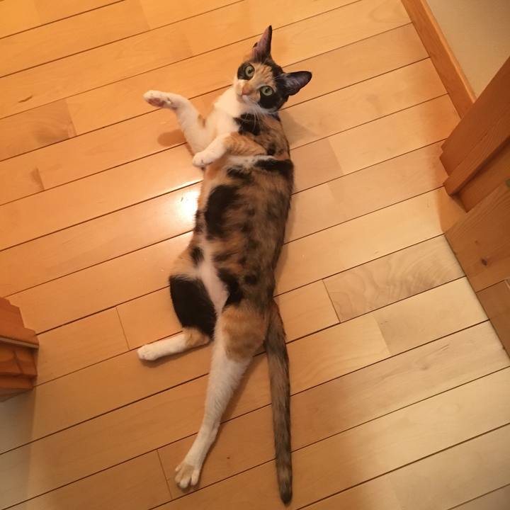 702666ef 4024 4add a823 600345256636