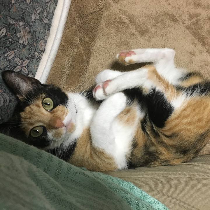 70313259 768e 4e9b 8328 8bc86ec45cda