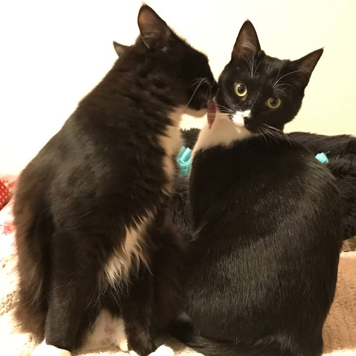 70330cd0 a844 44cc b240 c6d033268633