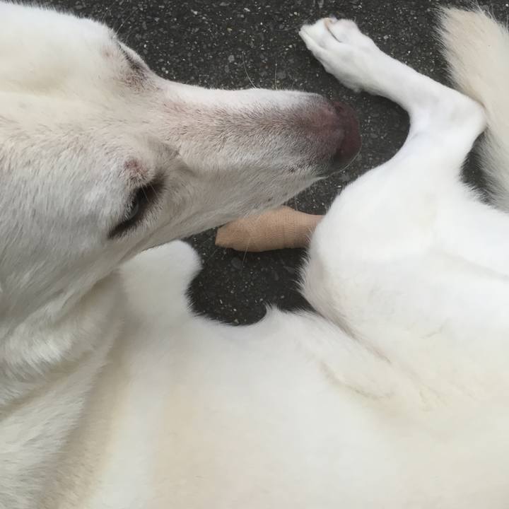 70487148 bede 497a a21c 3359cf097697