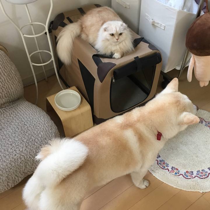 70519a3b 1523 4370 af3d 7f4761d439f5