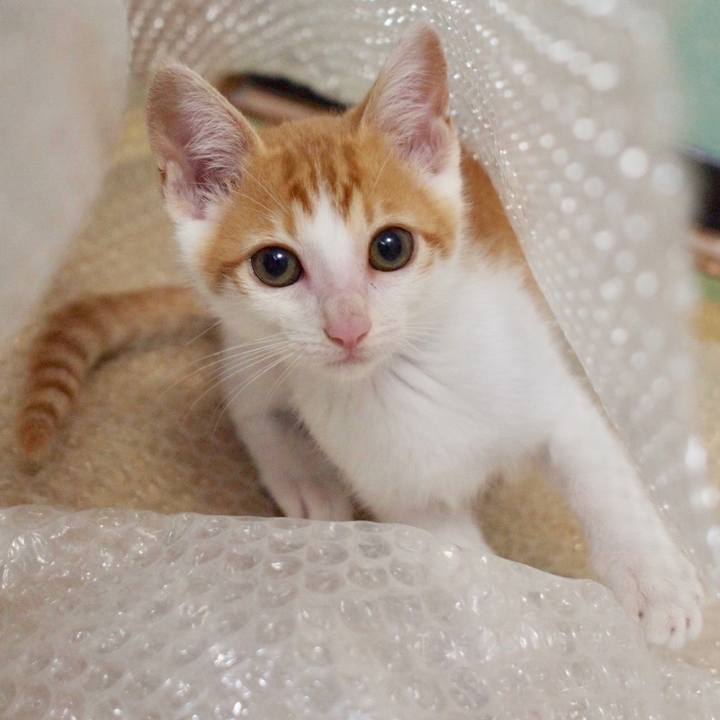 7055d7b1 fc7e 41c6 a8dc 886a5ac898d2