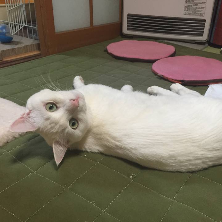 7069f4a2 e333 4389 a002 f622a26fcb86