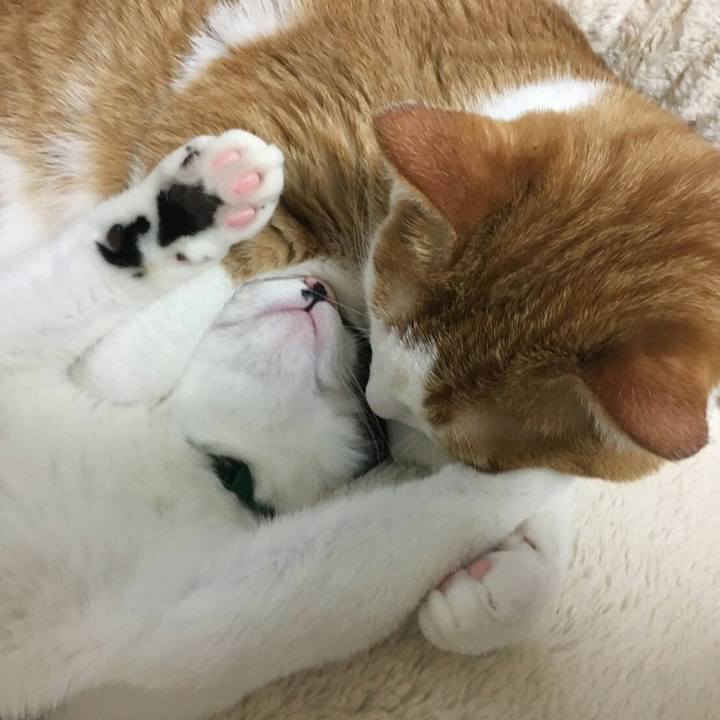 707470a2 221d 4d03 aba9 12fed5d092ff