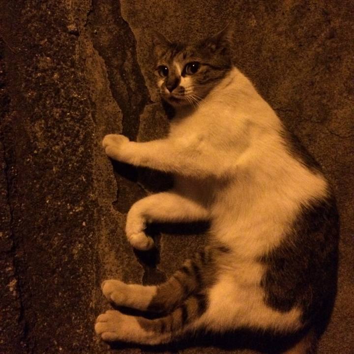 7093c831 be27 44df 9441 444c716c5129