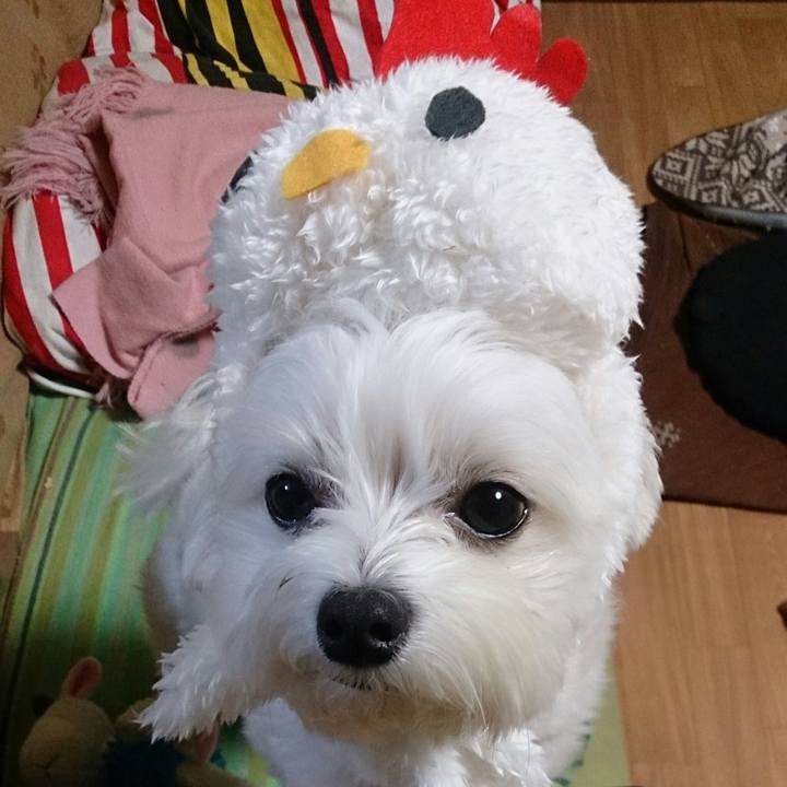 709fba0a 27c9 429e a092 771ab08b5910