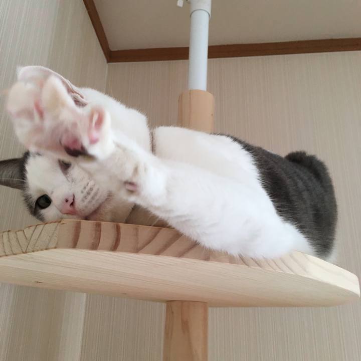 70a273d8 733f 4f54 9e98 3b8203fe0f5a