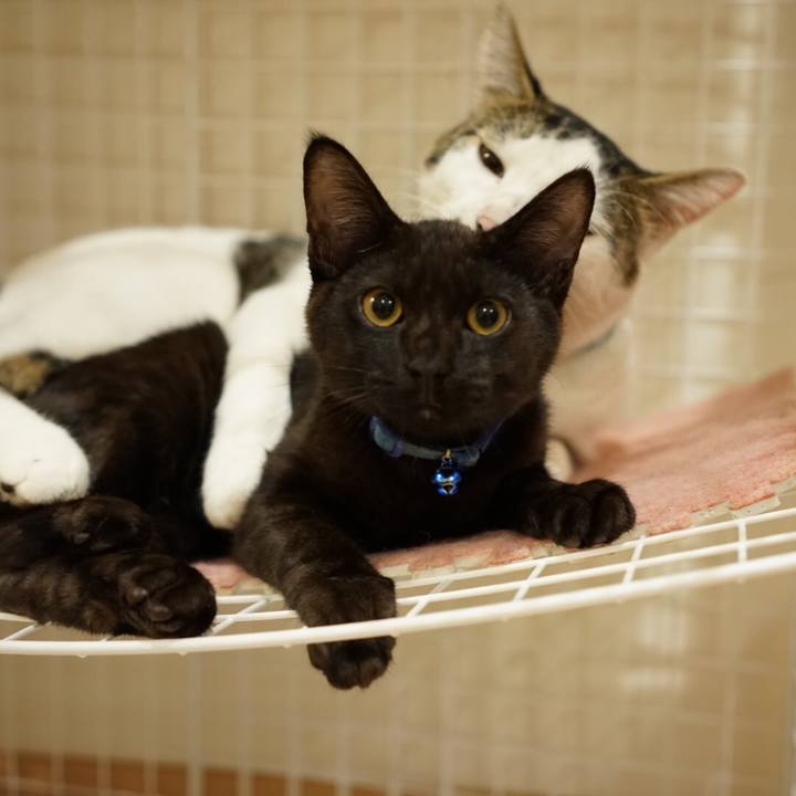 70a4eff1 f5a8 4f28 81f8 8619b0cfbf03