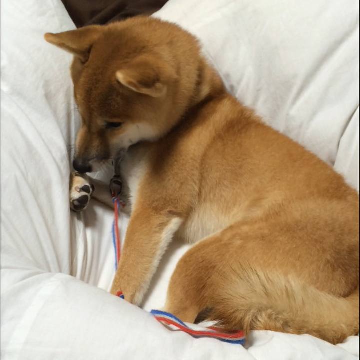 70a74829 cbe6 4fd1 a2d6 818dc43ffb1f