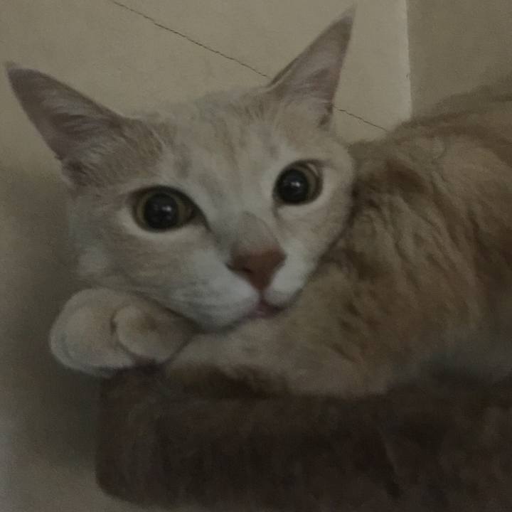 70aeab4e 009e 426e a0e6 612632e36d6f