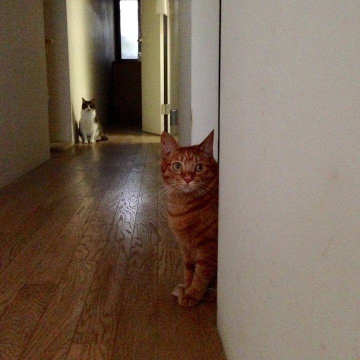 70b0d86a c7ae 498d 96f5 bb2f89edaef0