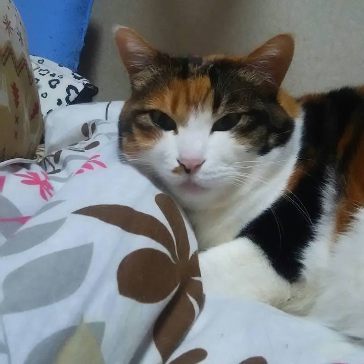 70b6ef7f b7ce 4cfb bb0a fe8400e8c575