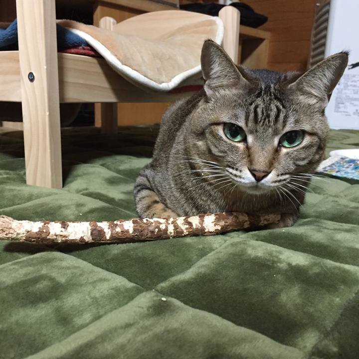 70b7b4ed a7f5 4fd5 8ac8 c85aae7d2394