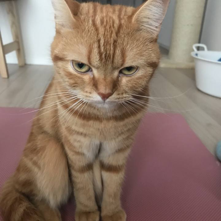 70d029a4 042c 4aa2 9d95 7fe5b30c355f