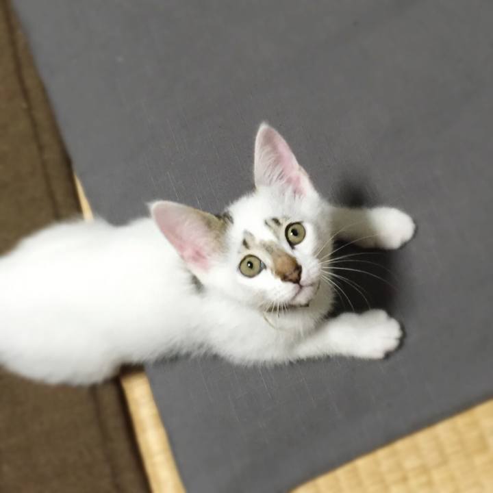 70d93368 1b41 466a 898d d62afcc2849f