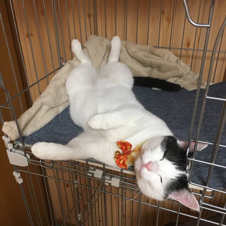 70dfb9c1 f2d5 4485 9d19 65e4f8006794