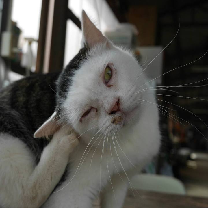 70e7f6b0 c4be 40ce 90f3 ef086bc950f4