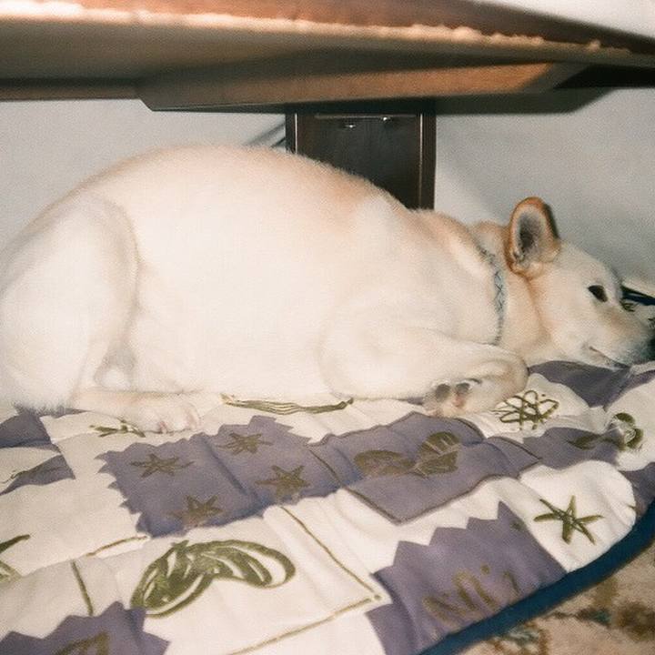 70e94d6f 3732 4fd2 accd 9908dba79269