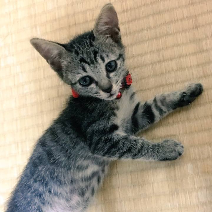 70f04458 b0ab 456b 87a3 37eda8396c2c