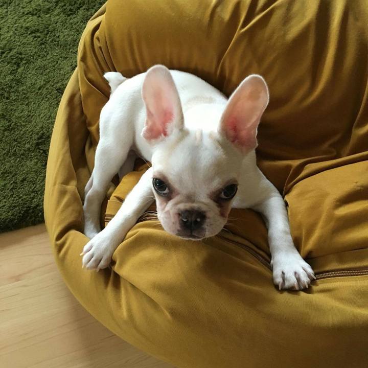 70fc6cbb da2f 483e a12d fadd94c35766