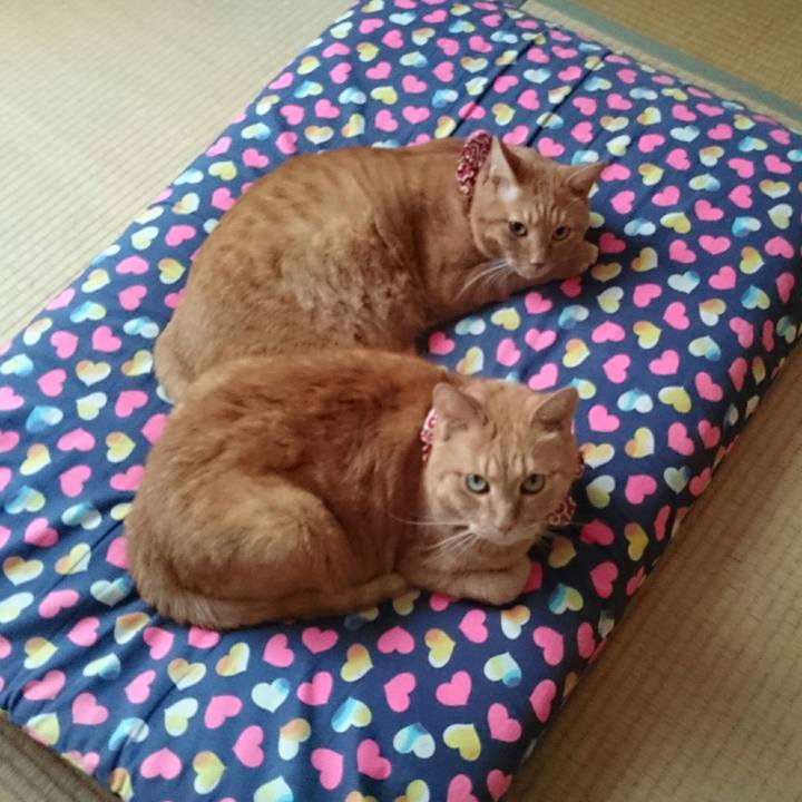 7107e19e 1acb 4202 b8a7 1eefeed4da17