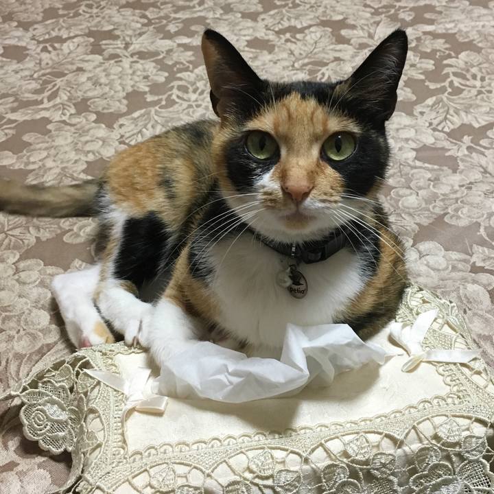 7132ffd4 15a9 4f1d a3d6 5ec3de6fd0cf