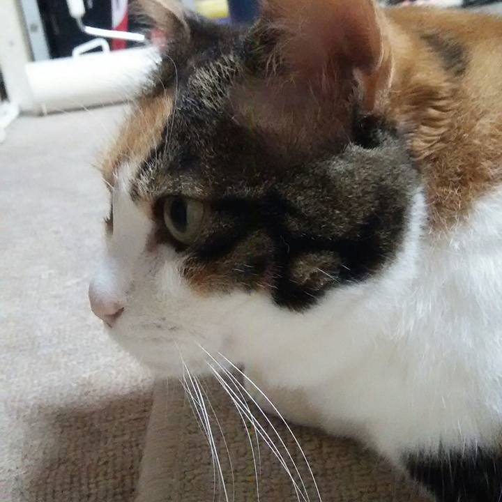 7159d22c 1e70 4b1f 96a5 78b9fa815ac7