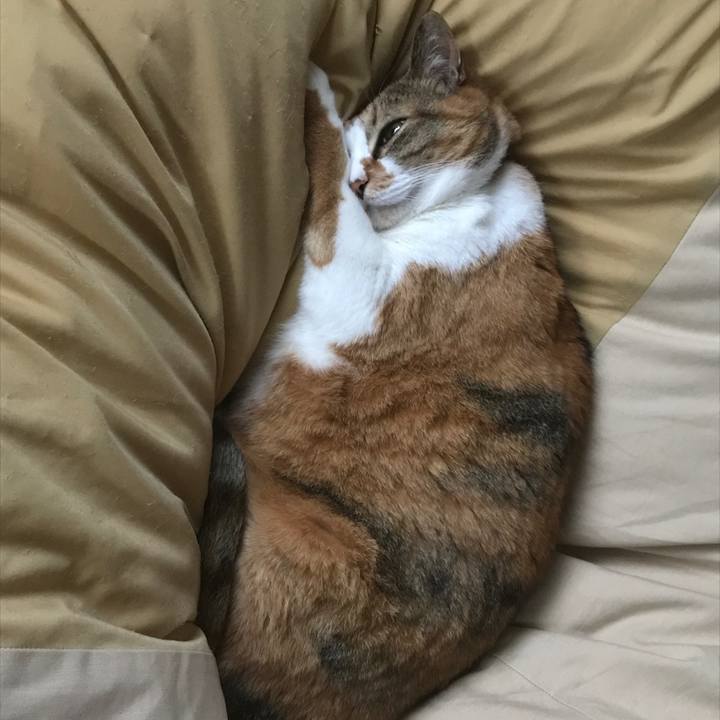 715a9c7f 22dc 48c2 97c2 7f4264dba891