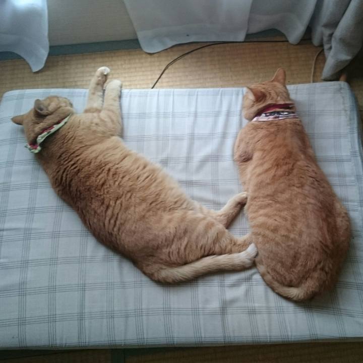 715b4e59 c9ae 48cc a75c 28368cde936e