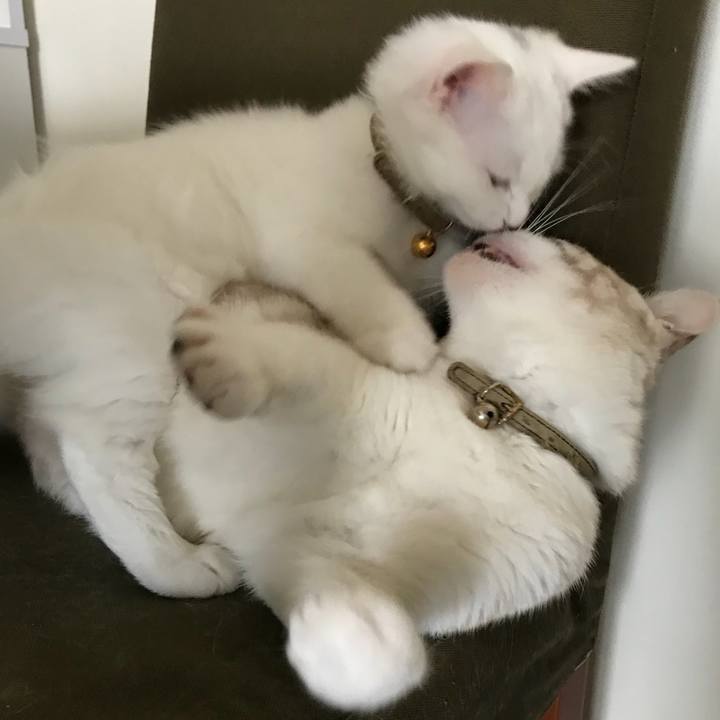 7188ff20 6a7d 4a84 ac2c 4368efc0e6be