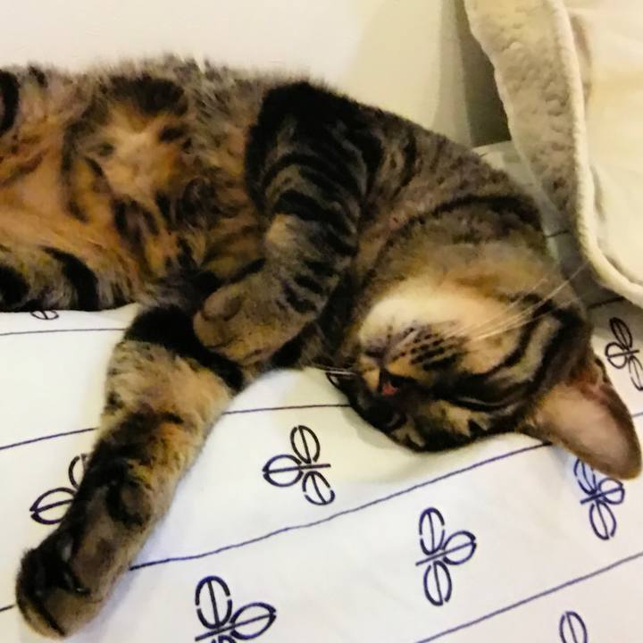 718f4bdd 9eb5 4ab9 baed 618eccd537e8