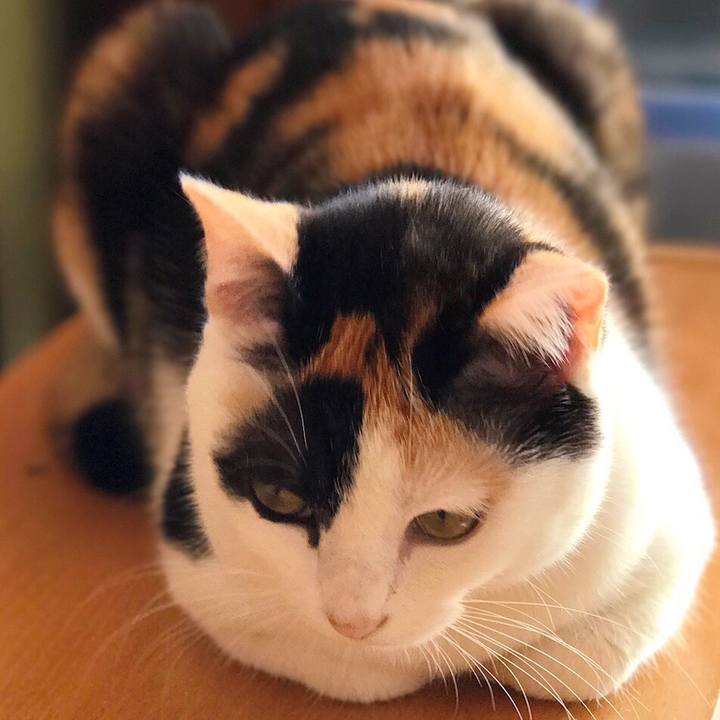 719f3b74 59c9 4b66 9aaa 80339621b994