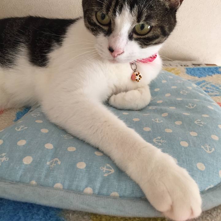 71b176f8 0cfd 42bb 9115 4e0861e64df2