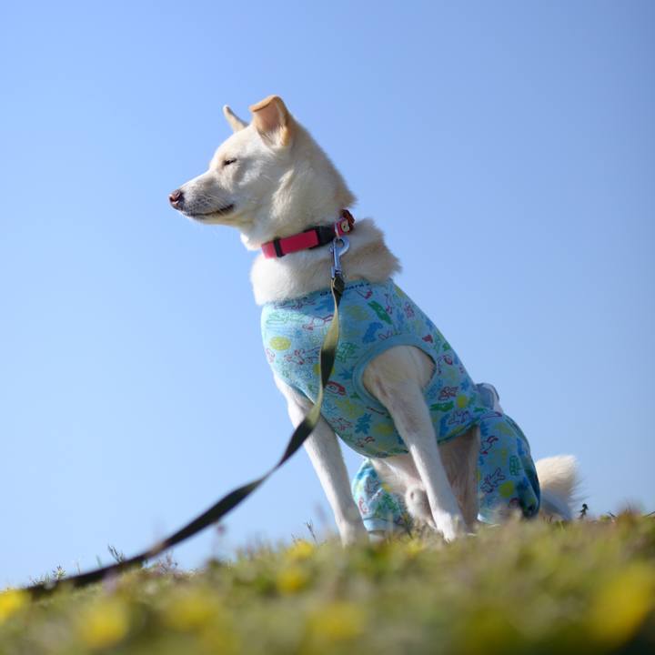 71d50d9a d8ba 4e27 89bc b5146490262a