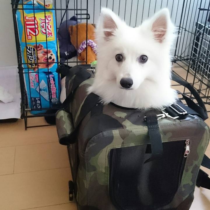 71d8b870 42f0 42bd 9d1b de860597da88