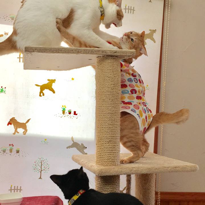 71f717bb 99bc 4daa 8a70 268675e722a1