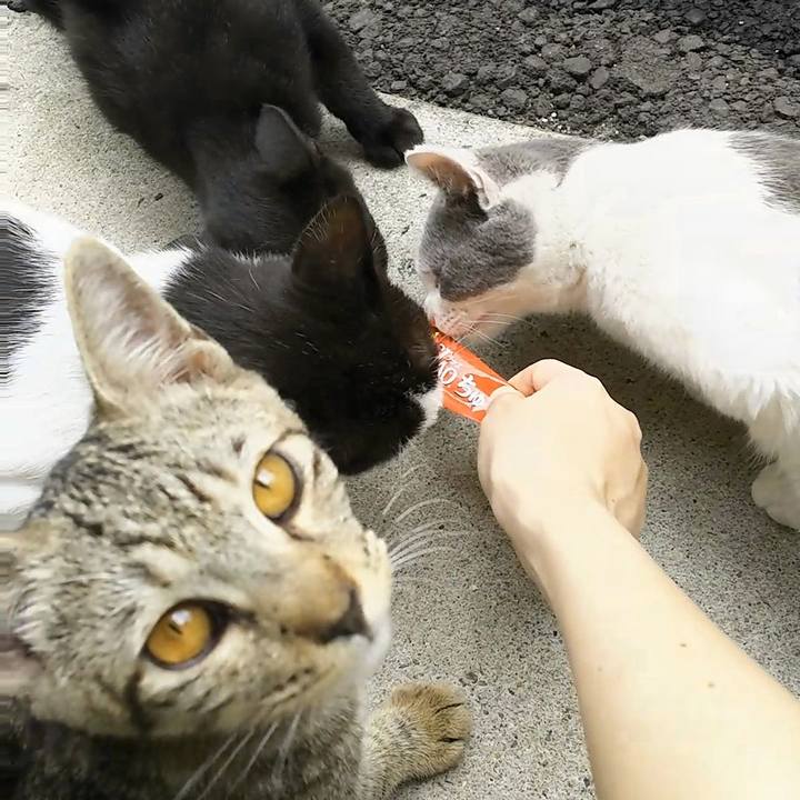 720181e2 c800 4bd7 96d4 0fffb5fef0d6