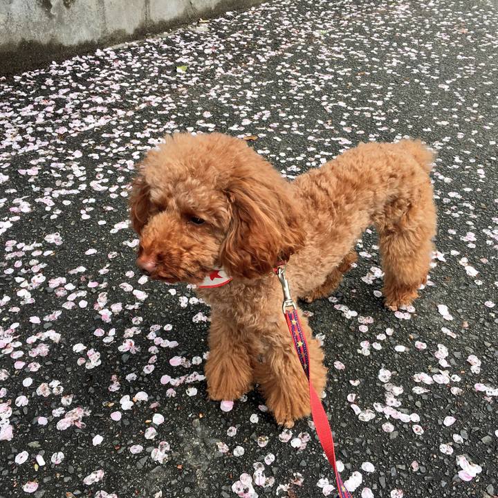 720c4bb3 33c2 4933 91a3 4ead01760bb5