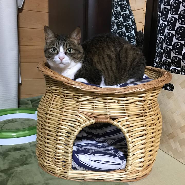 721203d8 4d8e 44c4 9eb0 6403e42fc6e2