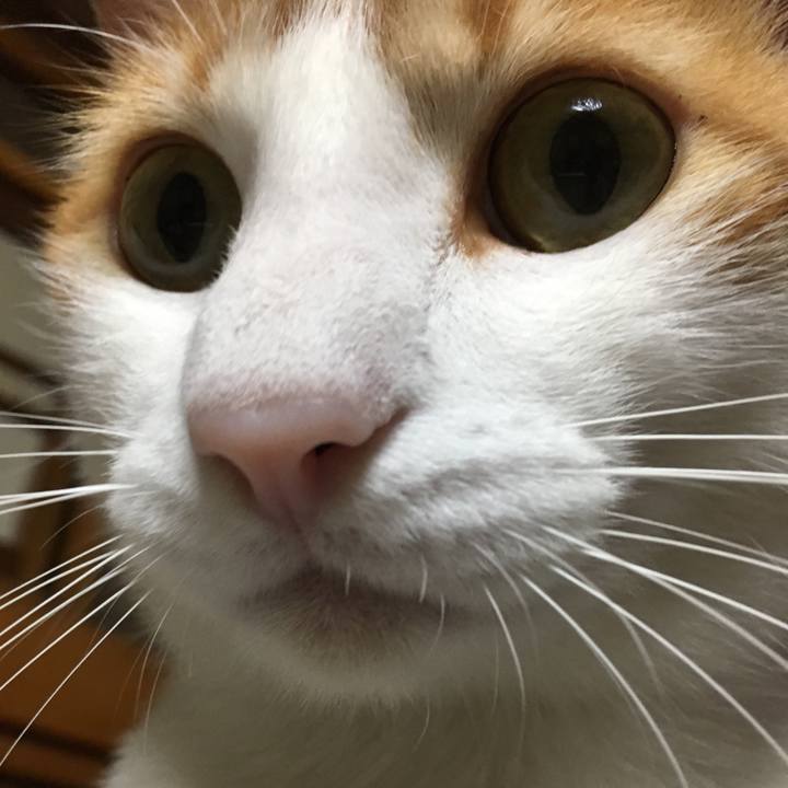 72160f8e 743a 439a b8f2 3ed12d50de0d