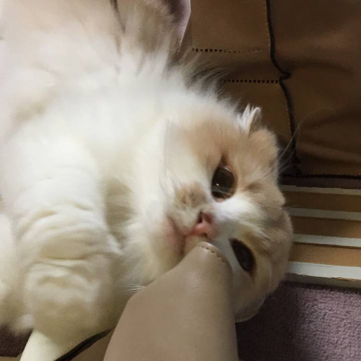 721a2152 13eb 458a 83f5 40705f9215c1